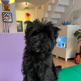 Affenpinscher
