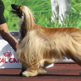 Afghan Hound