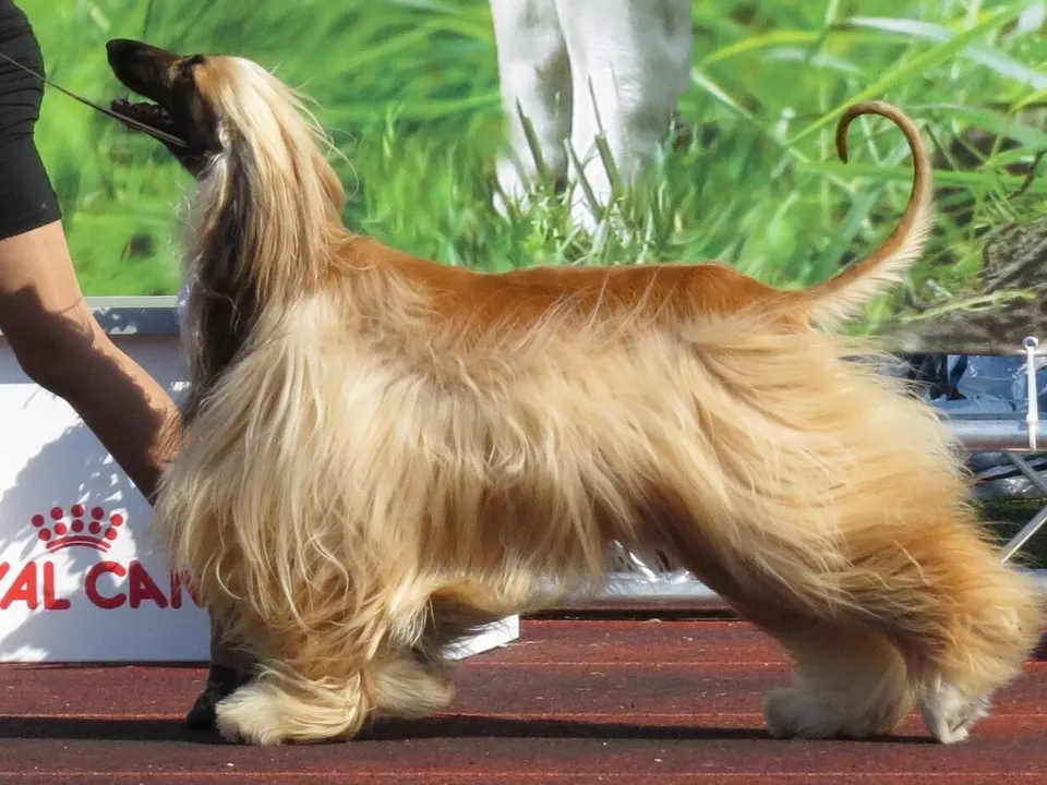 Afghan Hound