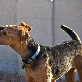 Airedale Terrier