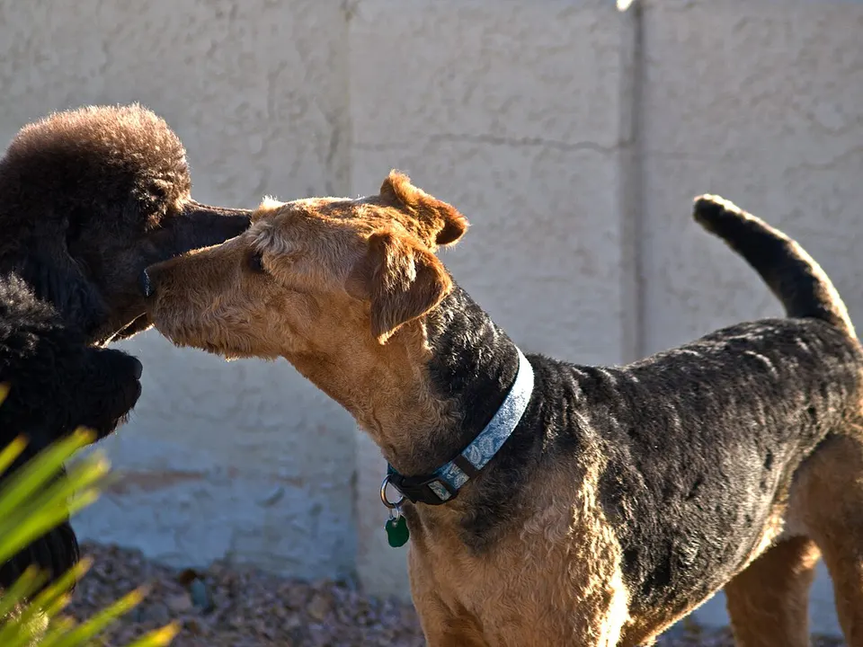 Airedale Terrier