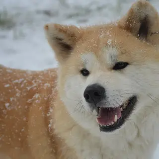 Akita