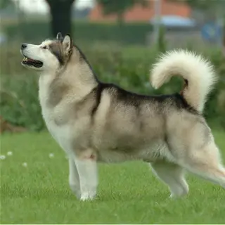 Alaskan Malamute