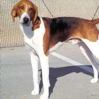 American Foxhound