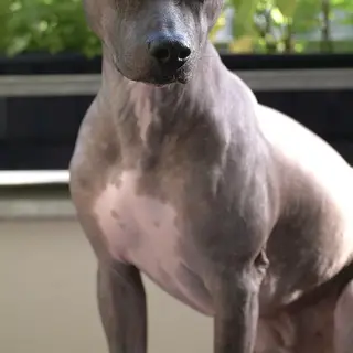 American Hairless Terrier