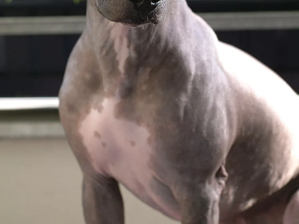 American Hairless Terrier