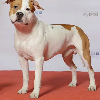 American Staffordshire Terrier