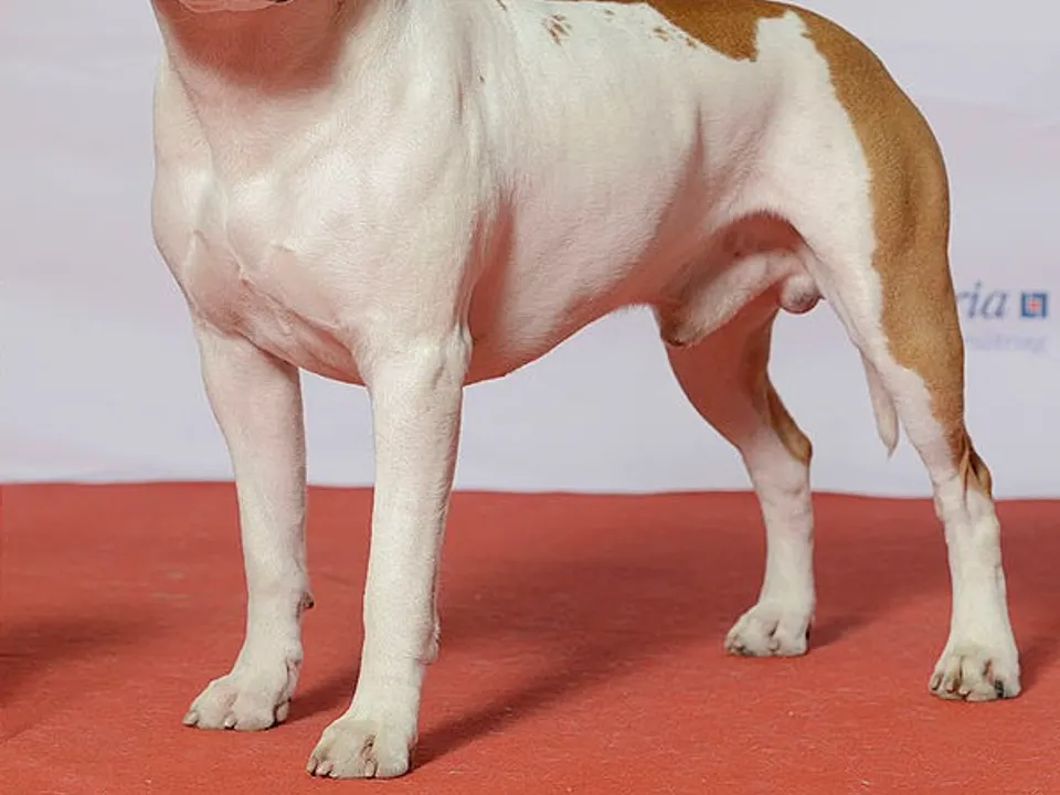 American Staffordshire Terrier