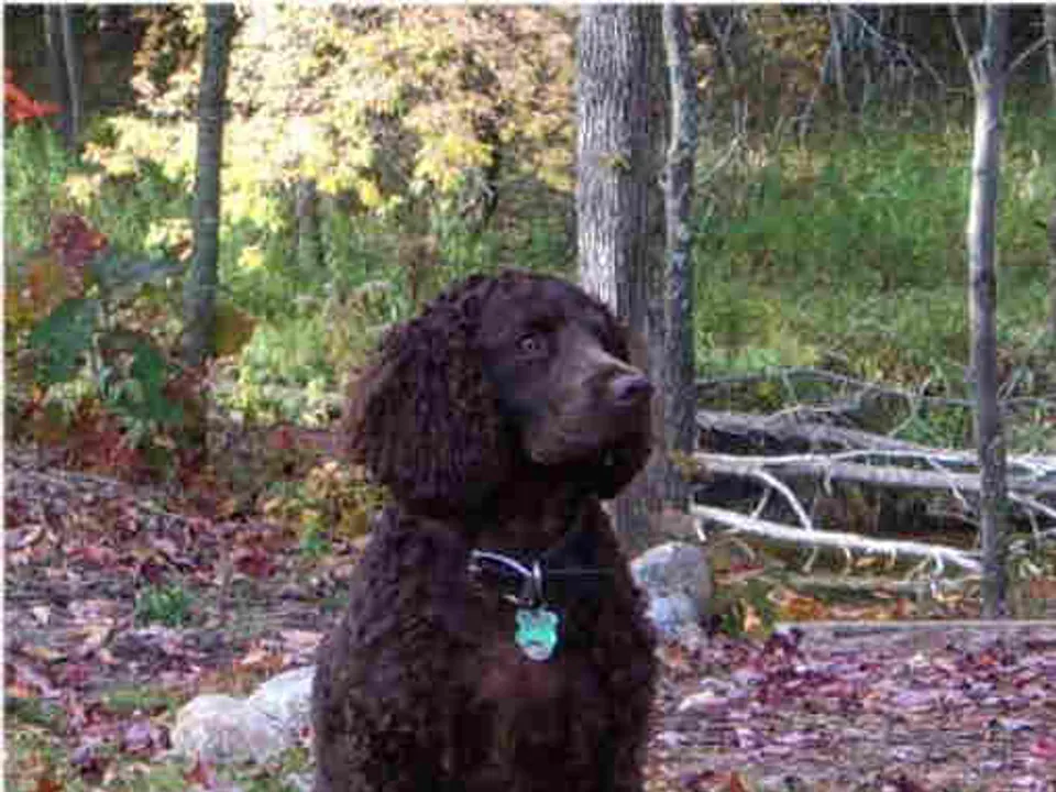 American Water Spaniel