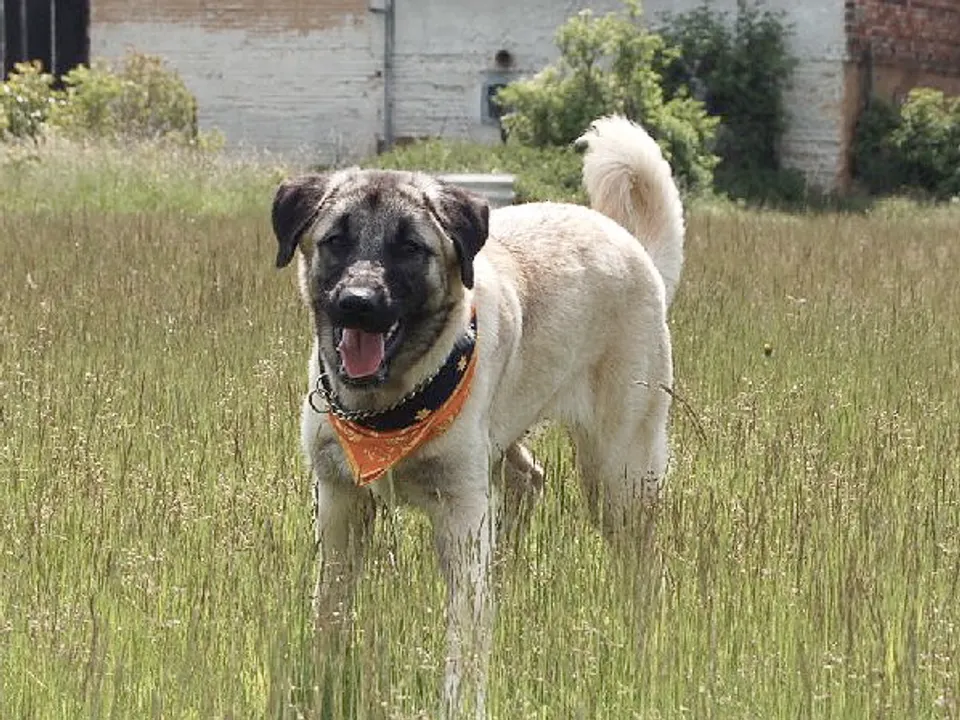 Anatolian Shepherd Dog