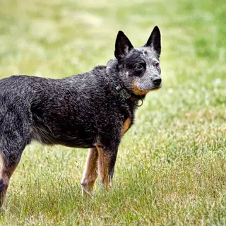 Australian Cattle Dog