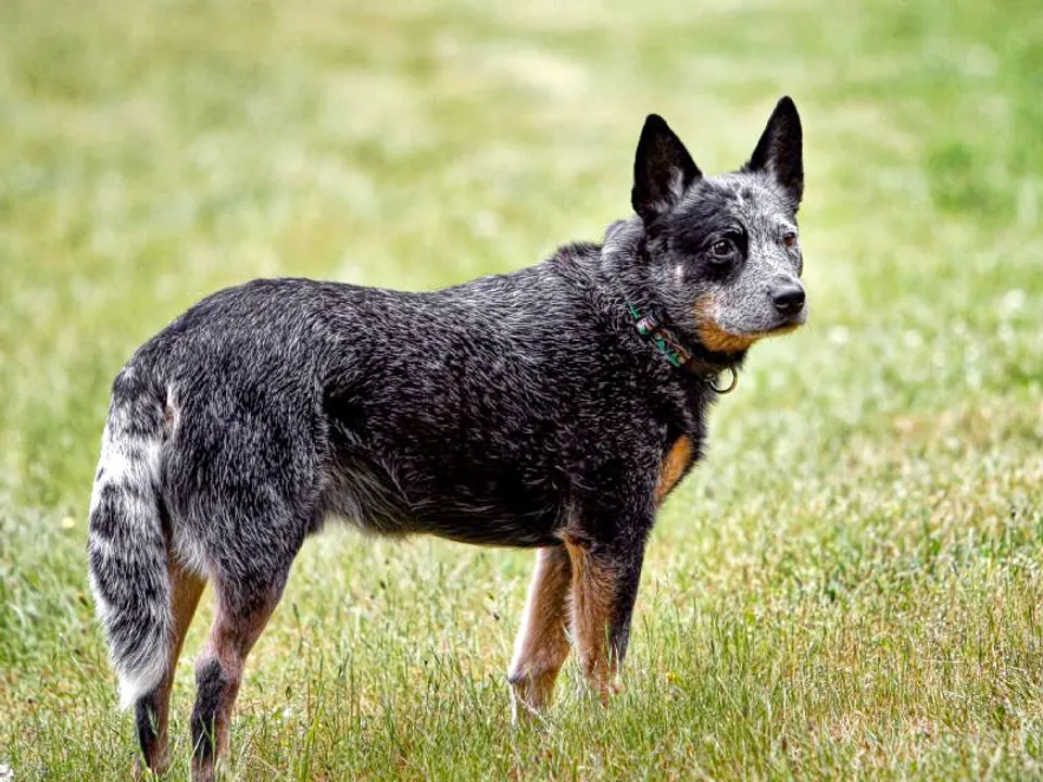 Australian Cattle Dog