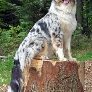 Australian Shepherd