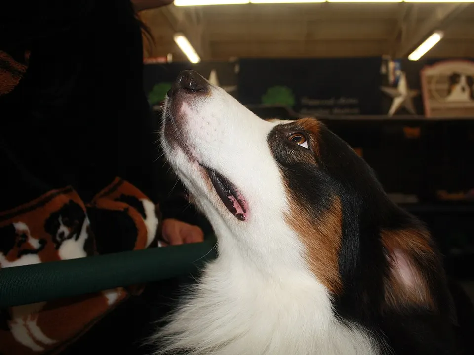 Australian Shepherd