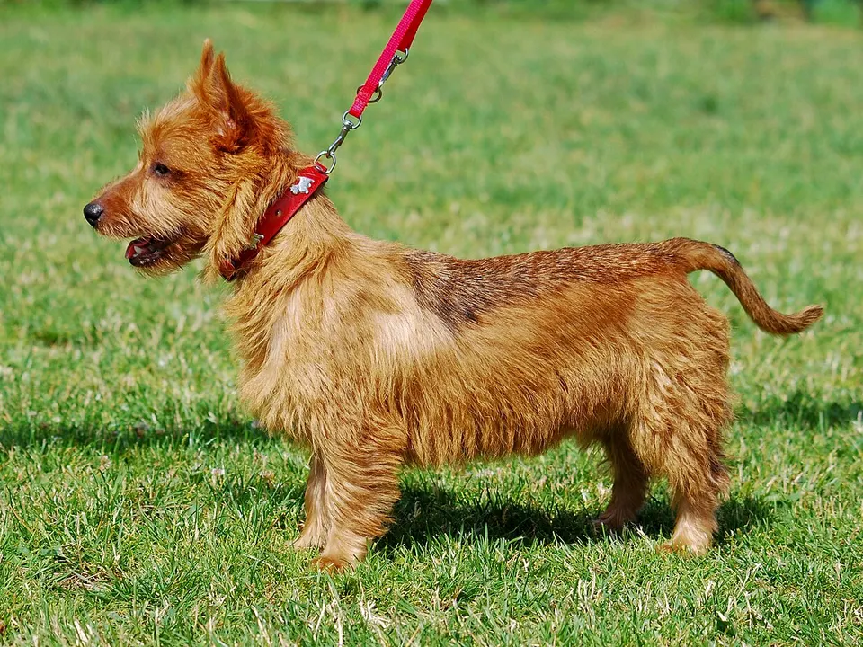 Australian Terrier