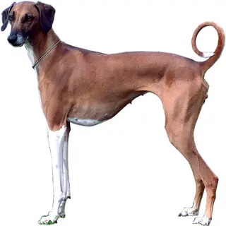 Azawakh