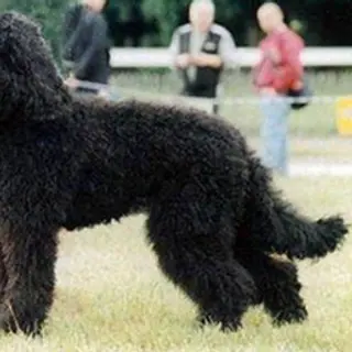 Barbet