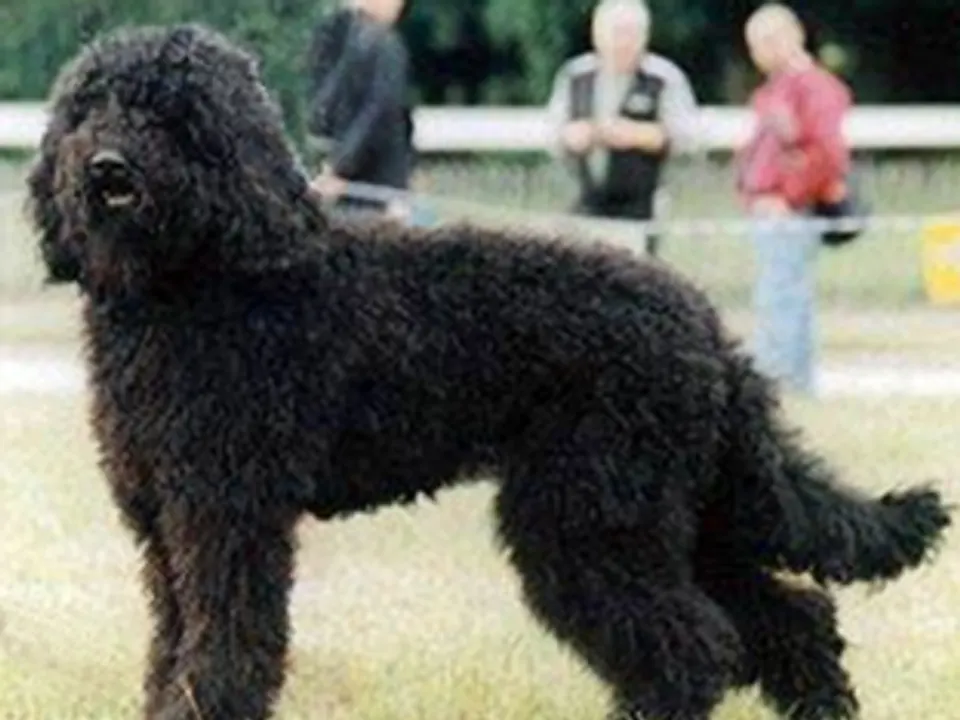 Barbet