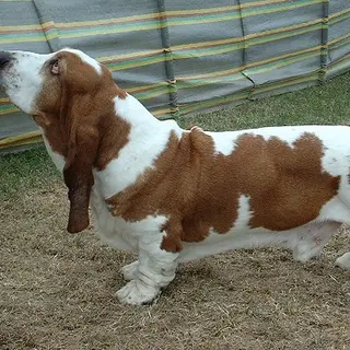 Basset Hound