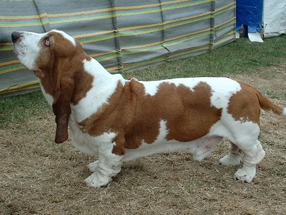 Basset Hound