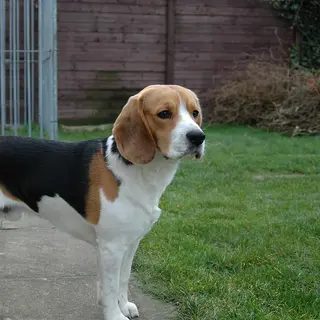 Beagle