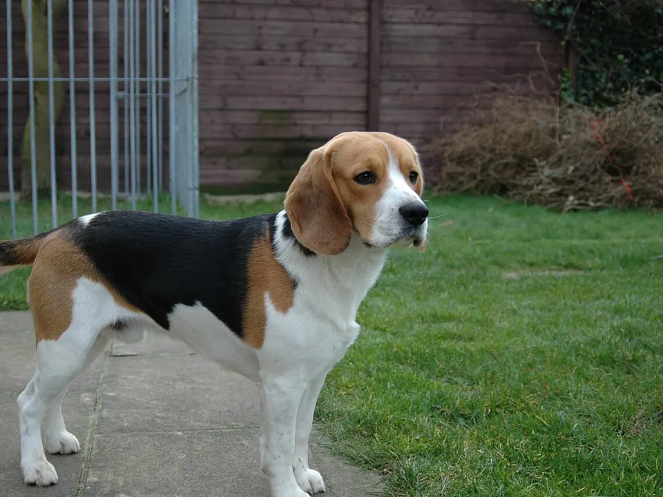Beagle
