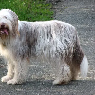 Bearded Collie