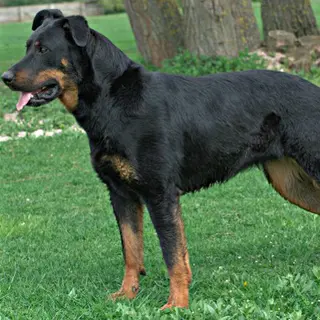 Beauceron