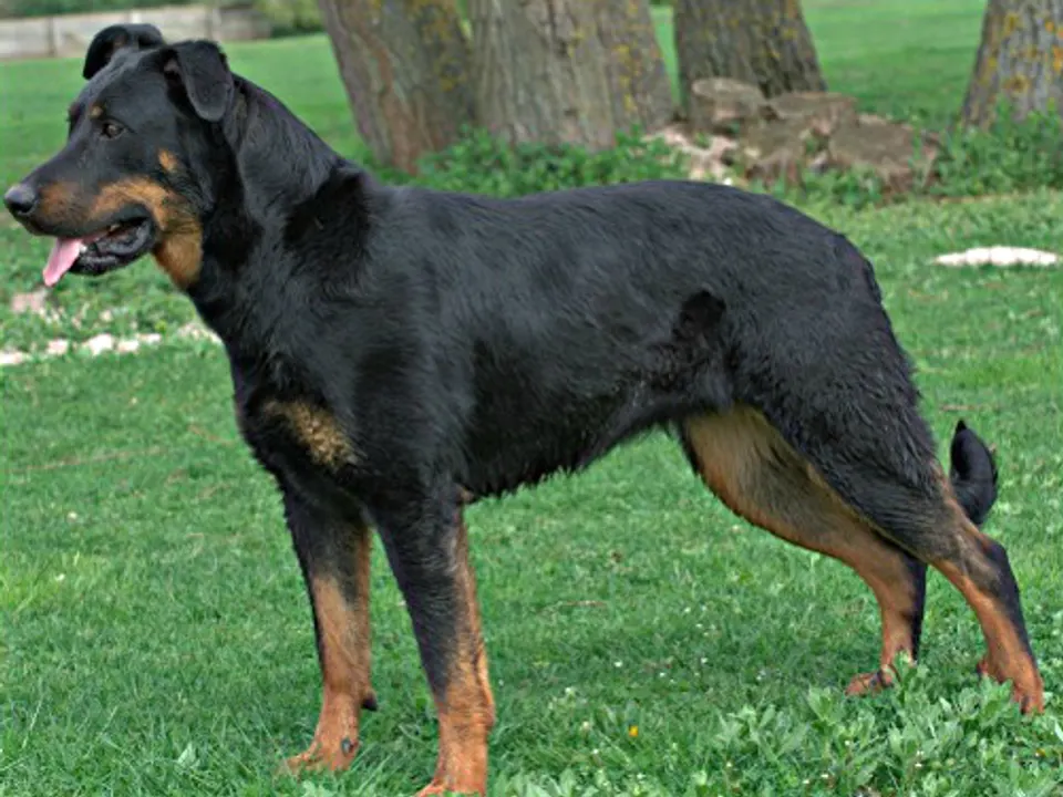 Beauceron