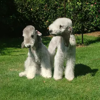 Bedlington Terrier