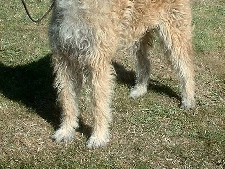 Belgian Laekenois
