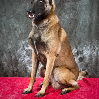 Belgian Malinois