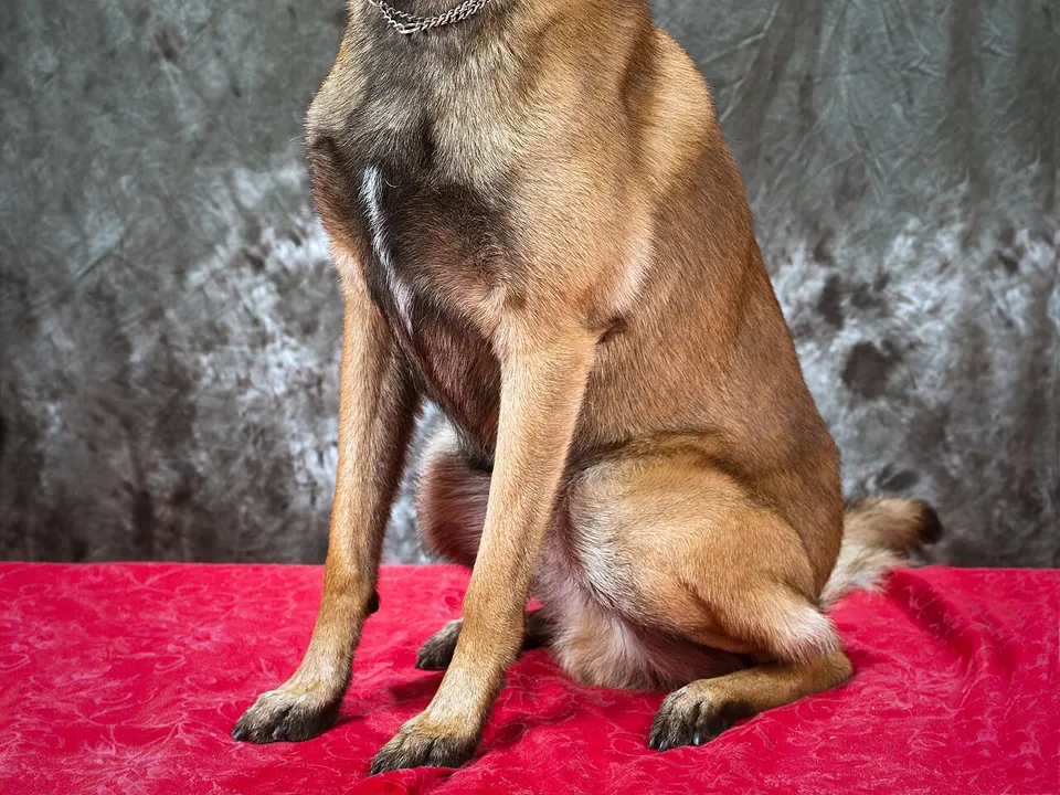 Belgian Malinois