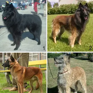 Belgian Sheepdog