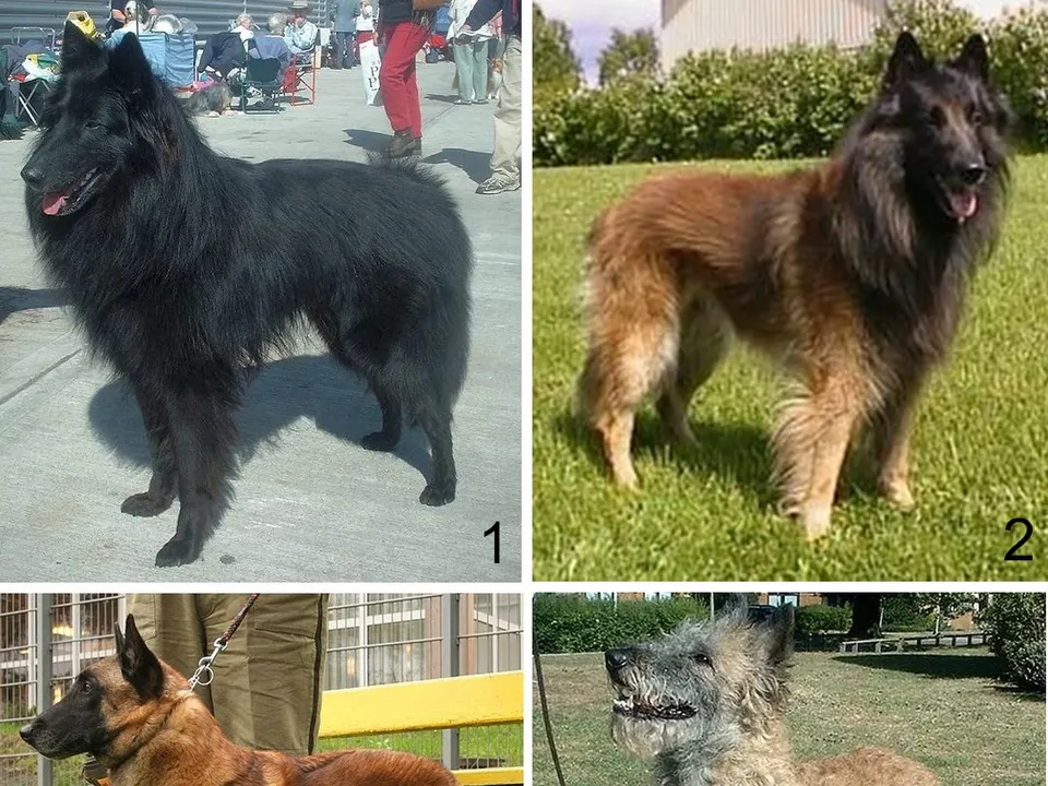 Belgian Sheepdog