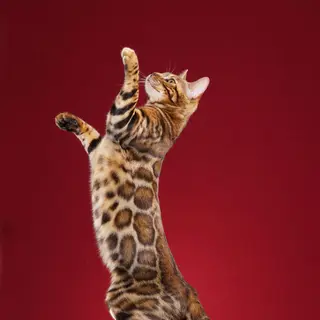 Bengal