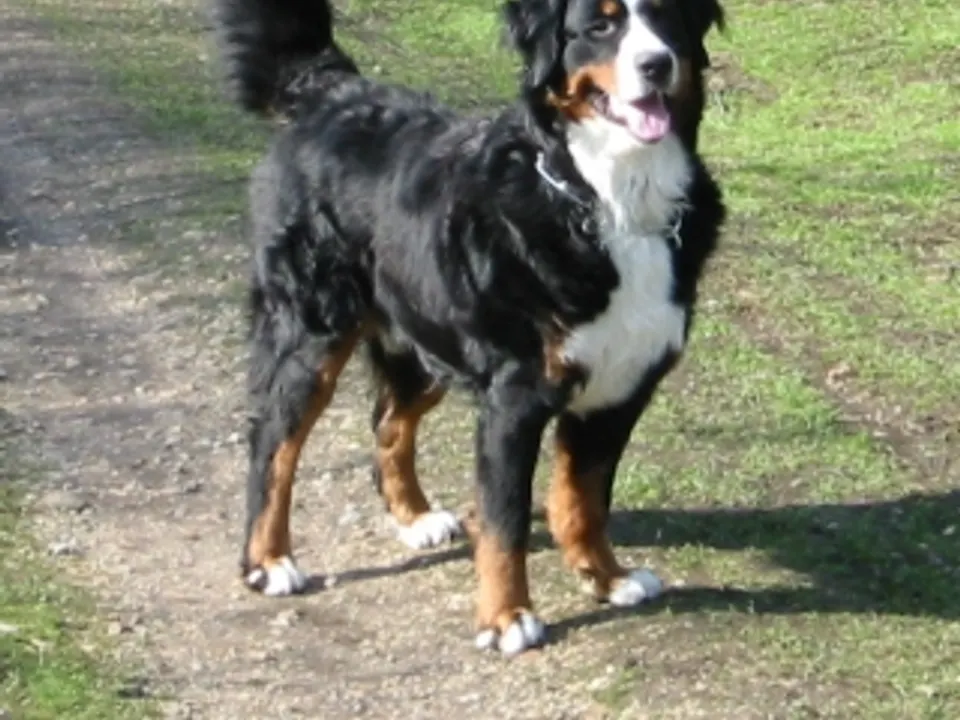 Bernese Mountain Dog