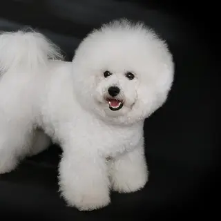 Bichon Frise