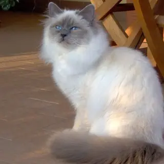 Birman