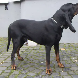 Black and Tan Coonhound