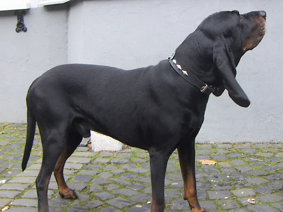 Black and Tan Coonhound