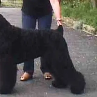 Black Russian Terrier