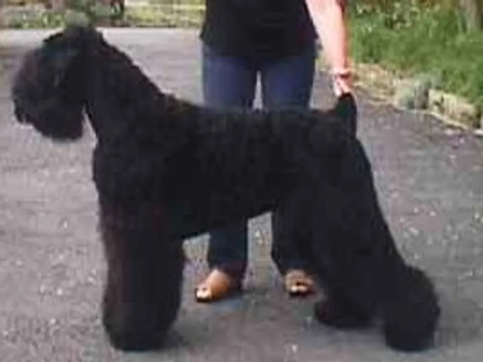 Black Russian Terrier