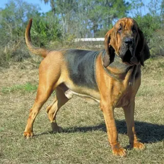 Bloodhound