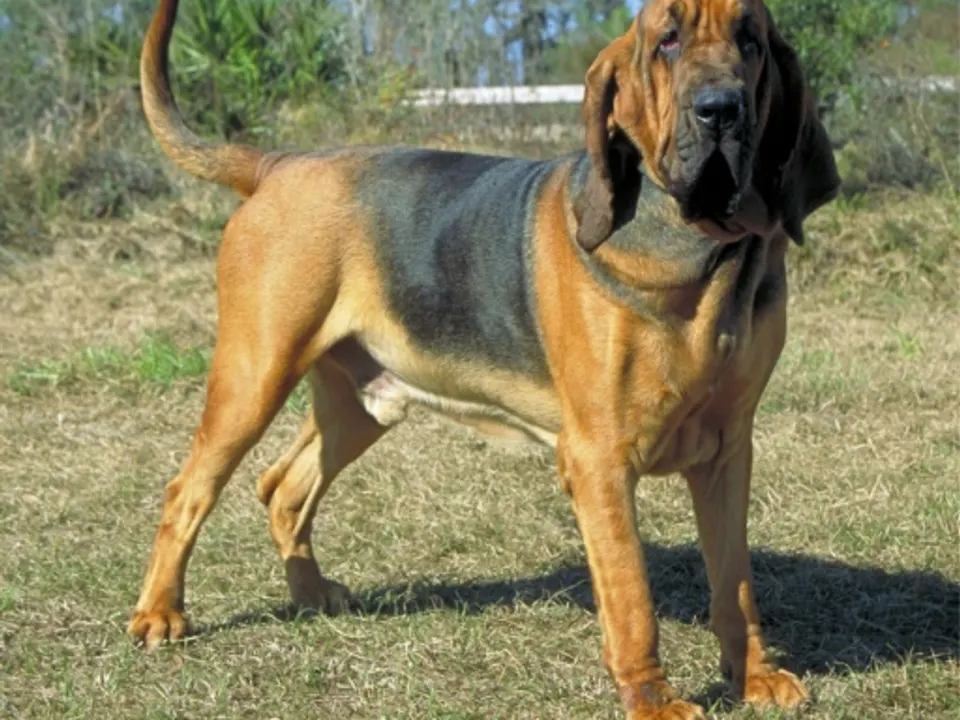 Bloodhound