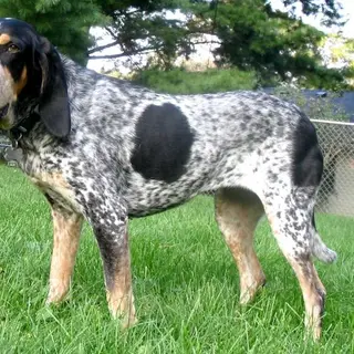 Bluetick Coonhound