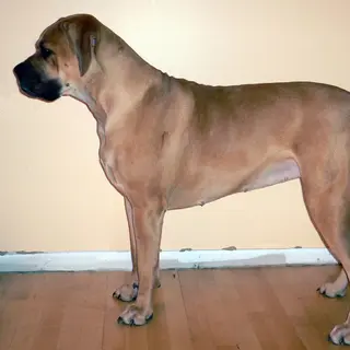Boerboel