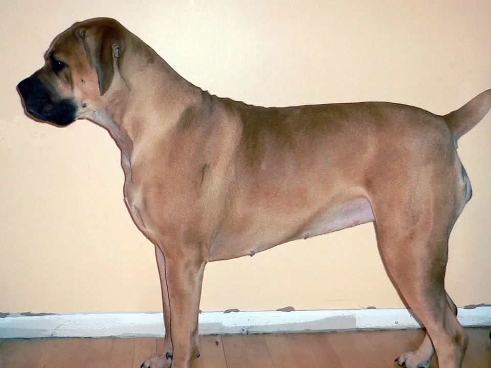 Boerboel