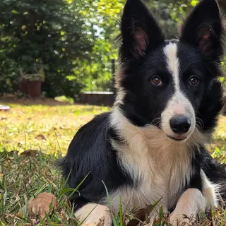 Border Collie