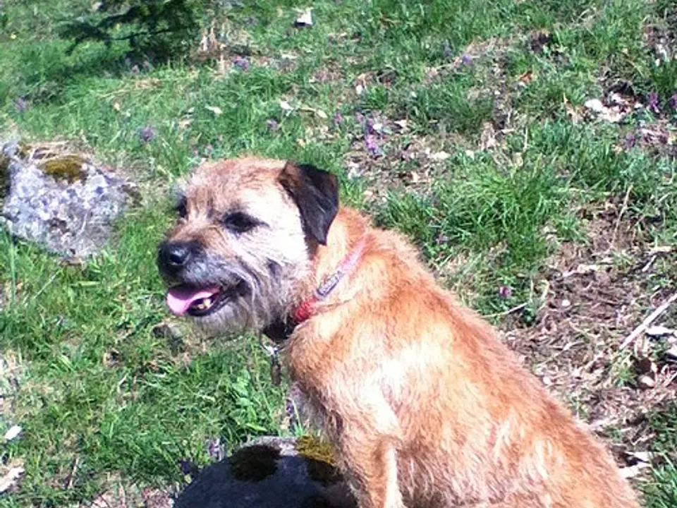 Border Terrier